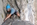 Geführtes Mehrseillängen Alpinklettern Bergführer Alpinschule Allgäu Oberstdorf Alpine Zeiten Bild 12